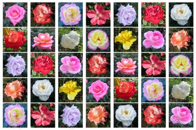 เมล็ดพันธุ์ 30 เมล็ด ดอกกุหลาบ สีคละสี พันธุ์ดอกใหญ่ นำเข้า Rose Seeds