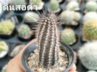 แคคตัส (Cactus) หรือ ต้นกระบองเพชร (ดินสอดำ) กระถาง 2 นิ้ว