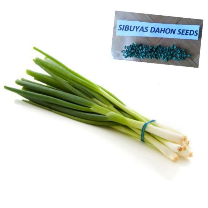 Sibuyas Dahon Seeds 50pcspack Spring Onion Seeds Lazada Ph