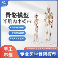 Movable human body skeleton model load-point half half spine muscle ligament suspension 85 cm bonesetting teaching