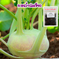 กะหล่ำปมสีเขียว โคราบี Green Kohlrabi นำเข้าจากต่างประเทศ ปลูกผัก สวนครัว พันธุ์แท้100% ปลูกต่อได้ (10 แถม1 คละได้)