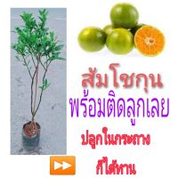 โปรโมชั่น+++++ #ต้นพันธ์ #ต้นพันธ์ส้มโชกุน1ต้น พร้อมติดลูกเลย ปลูกในกระถางก็ได้รับผลิต ราคาดี ต้นไม้ ฟอก อากาศ กระถาง ต้นไม้ ไม้ ประดับ ต้นไม้ ปลูก ใน บ้าน