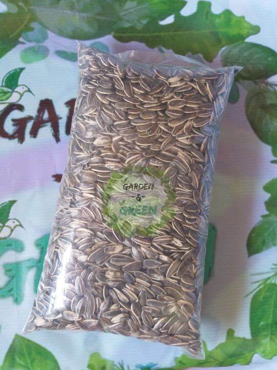 Giant Sunflower seeds 1/4kg Lazada PH