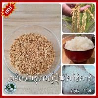 250 กรัม เมล็ดพันธุ์ข้าวญี่ปุ่น โคชิฮิคาริ  Koshihikari Japanese Rice ข้าวเปลือก ข้าวญี่ปุ่น เมล็ดข้าวญี่ปุ่น เมล็ดข้าวโคชิฮิคาริ ข้าวโคชิฮิคาริ