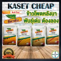 สินค้าใหม่ เมล็ดพันธุ์ข้าวโพดลูกผสมเดี่ยว ดีคาล์บ ขนาด 3.5 หุน ขนาด 10 กิโลกรัม ข้าวโพดอาหารสัตว์ เมล็ดผัก เมล็ดพันธุ์พืช สินค้าใหม่ 2566