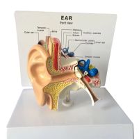 1:1 Life Sized Human Ear External Middle Inner Anatomical Model Teaching Model With English Instruction