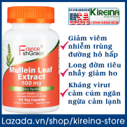 Viên uống Mullein Leaf Extract làm sạch giải độc tăng cường sức khỏe phổi