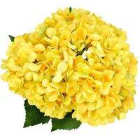 20 เมล็ด เมล็ดไฮเดรนเจีย Hydrangea seedสีเหลือง ไฮเดรนเยียสายพันธุ์ฝรั่งเศส ของแท้ 100% อัตราการงอก 70-80% มีคู่มือปลูก