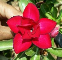 12 เมล็ด เมล็ดพันธุ์ ชวนชม สายพันธุ์ไต้หวัน ดอกสีแดง Adenium Seed กุหลาบทะเลทราย Desert Rose ราชินีบอนไซ เปอร์เซ็นการงอก  80-90% มีคู่มือปลูก