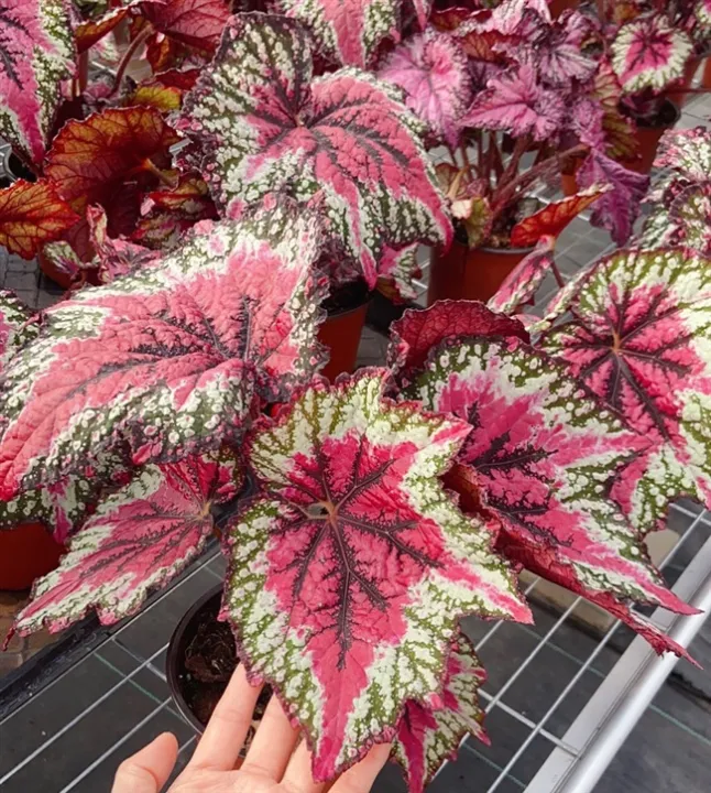 50pcs Begonia Seeds Coleus Seeds Mayana Varieties Gardening Flower Seeds  Easy To Grow Philippines Indoor Plants