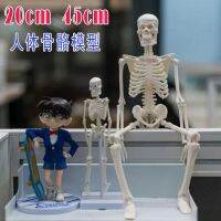 Removable skeleton human bones 20 cm model 45 bone color 85 medical teaching yoga toy skeletons