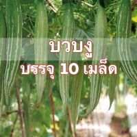 เมล็ดพันธุ์ บวบงู บวบงู อินคา 10 เมล็ด