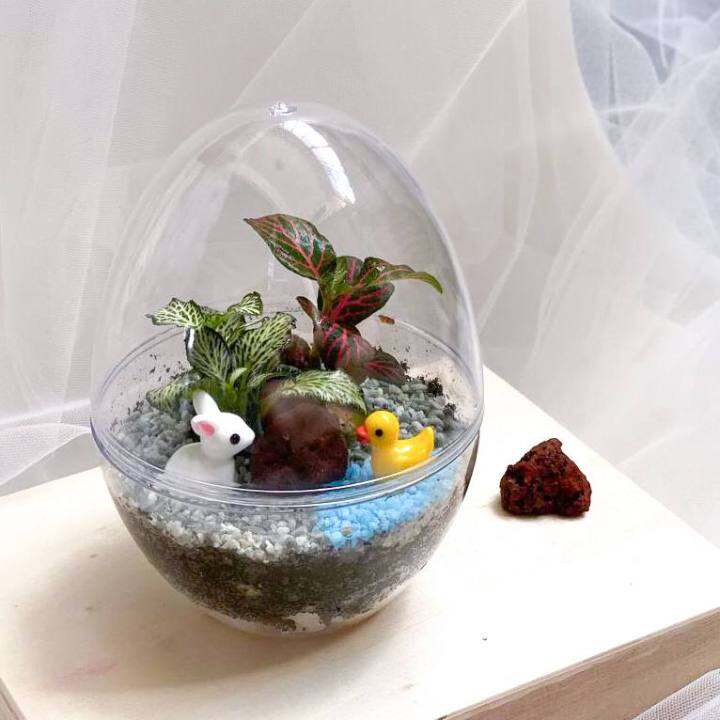 DIY Egg Dome Terrarium Kit Farm Edition Lazada Singapore