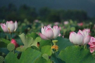 8 เมล็ด สีชมพู เมล็ดบัว บัวญี่ปุ่น บัวญี่ปุ่นแคระ เมล็ดเล็ก ดอกดกทั้งปี ของแท้ 100% Lotus Waterlily seeds มีคู่มีวิธีปลูก รหัส 0005