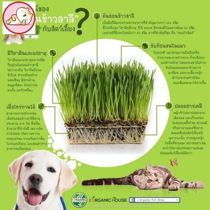 milly-house-hi-pet-ชุดปลูกต้นอ่อนข้าวสาลี-ออร์แกนิค-หญ้าแมว-ข้าวสาลีแมว-เมล็ด-ดิน-ถ้วย-ขนาดเมล็ด-15g