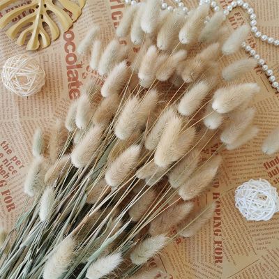 60 Stems Natural Dried Flowers Dog Bouquet Rabbit Tail Grass Bunch Reed Pampas Grass For Diy Home Wedding Decor