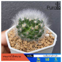 ต้นกระบองเพชร ขนแกะไร้หนาม Mammillaria albicoma#แคสตัส #cactus #Powder Puff Cactus #Powder Puff Pincushion #ขนแกะ