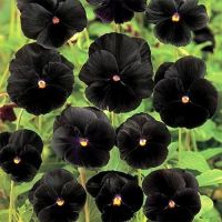 เมล็ดพันธุ์ Seeds ดอกแพนซี่ Viola wittrockiana pansy black 30 เมล็ด เมล็ดพันธุ์ Seedsนำเข้าจาก ยุโรป อัตราการงอก 90 % ส่งพร้อมคู่มือการปลูก