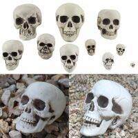 Halloween horror Skull model Ornament Creative Delicate Realistic Human Skull Statue Head Bone Model Crafts for Party