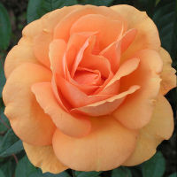 20 เมล็ด กุหลาบ นำเข้า Modern Bush Rose Seeds สายพันธุ์ Golden Beauty ดอกไม้สีส้ม