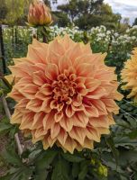 รักเร่ Dahlia Bulb สายพันธุ์ Winkie Whopper 1 หัว/ออเดอร์  หัวรักเร่ ดอกไม้ หัวหน่อ เหง้า นำเข้า เนเธอร์แลน หัวสดใหม่