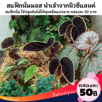 สแฟ็กนั่มมอส Sphagnum moss ปลูกพืช กล่องละ 50 บาท Vivarium Exotic pet