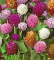 เมล็ดพันธุ์ Garden Seeds บานไม่รู้โรย คละสี Gomphrena Mix seed ดอกไม้ พรรณไม้ คุณภาพ 100 เมล็ด ปลูกง่าย ออกดอกบ่อย ทนฝน ทนแดด