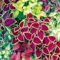 50 เมล็ด เมล็ดพันธุ์ ฤาษีผสม Coleus seed อัตราการงอกสูง 80-90% มีคู่มือปลูก