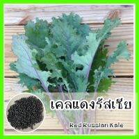 พร้อมส่ง ❗❗ รหัส 011 เมล็ดพันธุ์แท้ OP เคลแดงรัสเซีย - Red Russian Kale ปลูกง่ายมาก เหมือนคะน้า แต่ออกรสหวาน