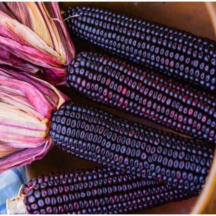 Purple Corn Kernel seeds 5 pieces Lazada PH