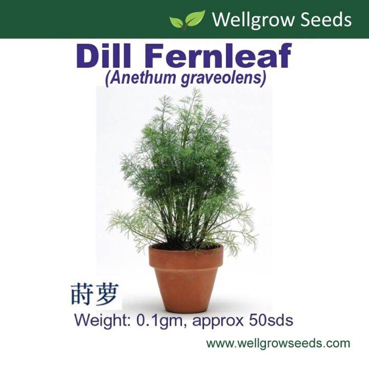 Malaysia Stock Dill Fernleaf Seeds (0.1gm, approx 50 sds) 蕨叶莳萝 Daun
