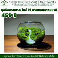 ชุดจัดสวนขวด สวนในขวดแก้ว DIY ไซต์ M สวนมอสธรรมชาติ 459฿