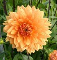 1 หัว/ออเดอร์ รักเร่ Dahlia Bulb สายพันธุ์ Noordwijks Glorieหัวรักเร่ ดอกไม้ หัวหน่อ เหง้า นำเข้า เนเธอร์แลน หัวสดใหม่