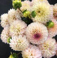 1 หัว/ชุด รักเร่ Dahlia Bulb สายพันธุ์ Camano Zoe หัวรักเร่ ดอกไม้ หัวหน่อ เหง้า นำเข้า เนเธอร์แลน หัวสดใหม่