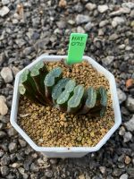 Haworthia Hybird Thailand (ส่งทั้งกระถาง) ไม้อวบน้ำ ต้นไม้ประดับ ไม้ต่างประเทศ  Suculnt