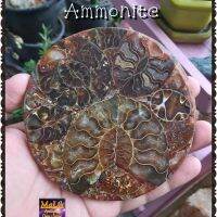 ? ฟอสซิลแอมโมไนต์ อัดแผ่นกลม สำหรับตั้งโชว์ ( Ammonite Fossils ) ?ฝูงฟอสซิล แอมโมไนต์จิ๋ว ผ่าครึ่ง เห็นลวดลายภายใน บนเเผ่นเรซิ่นวงกลม ขัดเงาสวยงาม / ⚓น้ำหนัก 171 กรัม / ? มีวิดิโอชิ้นนี้ใต้โพสครับ? ขนาดของ (Size)= เส้นผ่านศูยน์กลาง 113 มิล × หนา 8