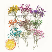 60pcs 5-10cm Dried Pressed Absorbed Gypsophila Flowers Plant Herbarium For Jewelry Photo Frame Phone Case Bookmark Craft DIY