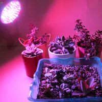 E27ผักดอกไม้แบบเต็มไฟ18 Grow หลอดไฟ LED ไฮโดรพอนิกส์ในบ้าน18W ไฟ LED ไฟ Led สั้น