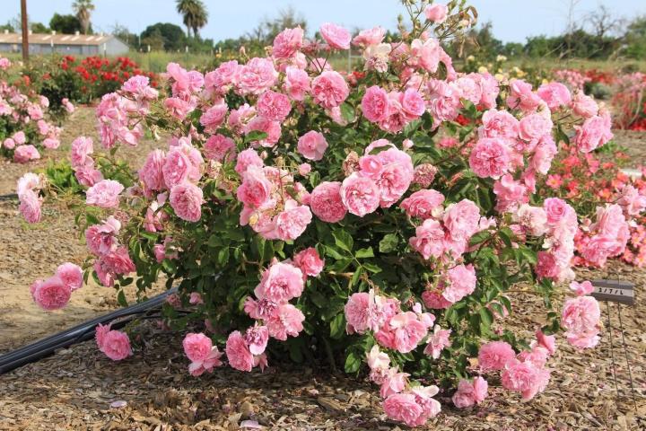 30-เมล็ด-เมล็ดพันธุ์-harlow-carr-สายพันธุ์อังกฤษ-ดอกกุหลาบ-นำเข้าจากอังกฤษ-ดอกใหญ่-พร้อมคู่มือปลูก-english-rose-seed