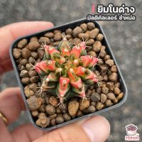 โปรแรง ยิมโนด่าง มัลติคัลเลอร์ ชำหน่อ Gymnocalycium แคคตัส กระบองเพชร cactus&amp;succulent เก็บเงินปลายทาง