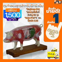 Anatomy model: NK- 604 หุ่นจำลองสุกรสำหรับฝึกฝังเข็ม