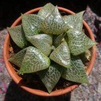 ขายดีอันดับ1 (baijs)Haworthia emelyaevar comptoniana 6-7cm กุหลาบหินนำเข้าไม้อวบน้ำSucculents (ไลทอปLithops แคคตัส cactus เพชร) คุ้มสุดสุด ต้นไม้ ฟอก อากาศ กระถาง ต้นไม้ ไม้ ประดับ ต้นไม้ ปลูก ใน บ้าน