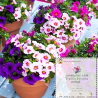 เมล็ดพันธุ์ดอกพิทูเนีย Trailing Petunia mixed colour แท้ ดอกพิทูเนียร์ คละสี