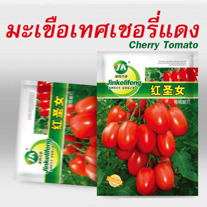 เมล็ดมะเขือเทศเชอรี่แดง-200เมล็ด-cherry-tomato