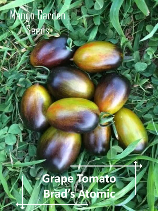 Brad's Atomic Grape Tomato Seeds 5 Seed *Pot Friendly Tanam Pasu