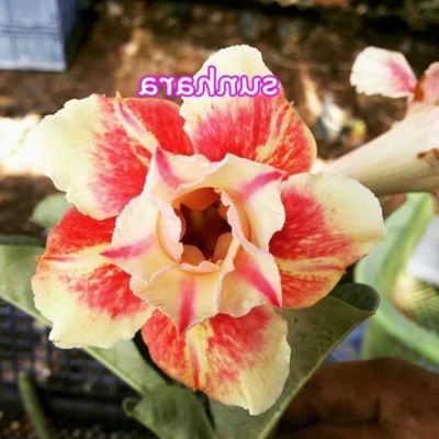 12 เมล็ด เมล็ดพันธุ์ Seeds Bonsai ชวนชม สายพันธุ์ไต้หวัน ดอกสีส้ม Adenium Seed กุหลาบทะเลทราย Desert Rose ราชินีบอนไซ อัตราการงอก 80-90% มีคู่มือปลูก