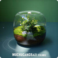 [สวนขนาดเล็กในสวนในขวดแก้ว] การบีบอัดดอกไม้มอสส์ขนาดเล็กบนโต๊ะของขวัญคู่เชิงนิเวศพืชสีเขียวสด