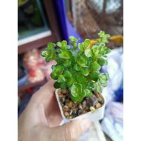 โรทาล่า ก้านธูป​ พร้อมปลูก (Rotala bonsai)​