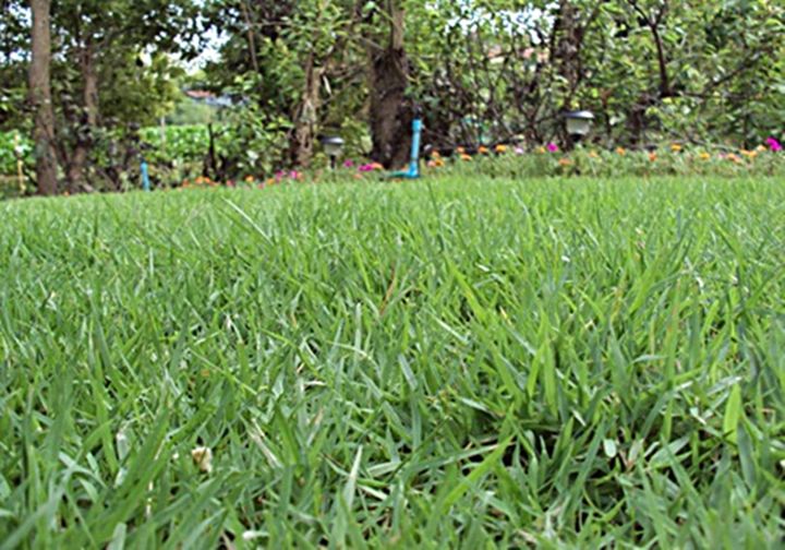 ขายส่ง-1-ลิตร-เมล็ดหญ้านวลน้อย-manila-grass-temple-grass-หญ้าปูสนาม-สนามหญ้า-พืชตระกูลหญ้า-เมล็ดพันธ์หญ้า-ปูสนาม-ชนิดหญ้า-หญ้ามาเลเซีย