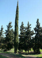 Cypress sempervirens Stricta Cypress Male Mediterranean - 50-100 Seeds (Portugal) สนดินสอ